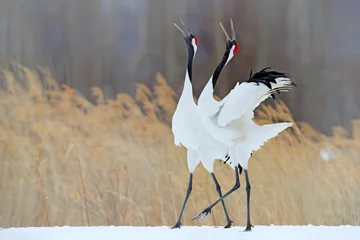 Fotobehang Kraanvogels Snow dance in nature. Wildlife scene from snowy nature. Cold winter. Snowy. Snowfall two Red-crowned crane in snow meadow, with snow storm, Hokkaido, Japan. Crane pair, winter scene with snowflakes.  © ondrejprosicky