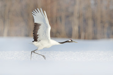 Start Red-crowned crane in snow meadow, with snow storm, Hokkaido, Japan. Bird in fly, winter scene...