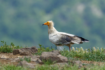 Wildlife Bulgaria. Egyptian vulture, Neophron percnopterus, white big bird of prey sitting on stone, rock mountain, nature habitat, Madzarovo, Bulgaria, Eastern Rhodopes. Wildlife scene from hide.