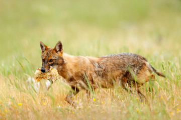 Fototapeta premium Golden jackal, Canis aureus, feeding scene with grass meadow, Madzharovo, Rhodopes, Bulgaria. Wildlife Balkan. Wild dog behaviour scene, nature. Mountain animal run habitat. Jackal catch.