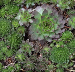 Sempervivum composed of tufted leaves in rosettes.