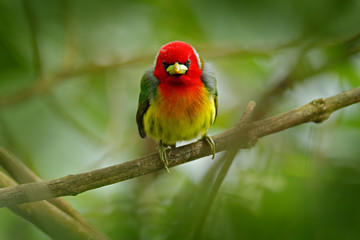 Barbet in the habitat. Red-headed Barbet, Vera Blanca, Costa Rica, exotic grey and red mountain bird,  Wildlife scene from nature. Birdwatching in South America. Beautiful bird from tropic forest.