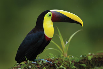 Bird with big bill. Rainy season in America. Chestnut-mandibled toucan sitting on branch in...