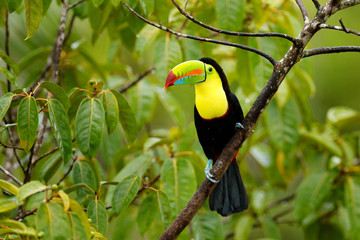 Toucan sitting on the branch in the forest, green vegetation, Panama. Nature travel in central America. Keel-billed Toucan, Ramphastos sulfuratus, bird with big bill. Wildlife Panama.