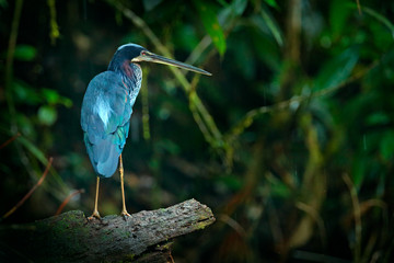 Agami heron, Agamia agami, bird hiden in dark tropic forest. Heron in nature green vegetation. Action wildlife scene from Costa Rica forest. Heron in tropic jungle. Head of bird. Wildlife, river.