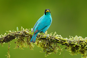 Tanager from tropic forest. Close-up portrait of nice animal in habitat. Detail of beautiful bird. Green Honeycreeper, Chlorophanes spiza, exotic tropic malachite green and blue bird form Costa Rica.