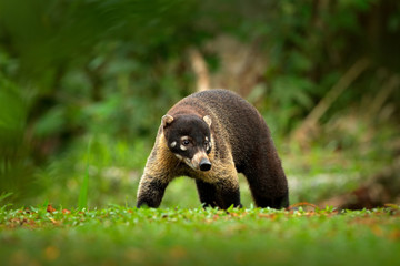  Animal from tropic Costa Rica. Raccoon, Procyon lotor, on the tree in National Park Manuel Antonio, Costa Rica. Animal in the forest. Raccoon with long tail. Mammal in the nature habitat.