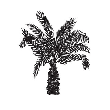 Areca Palm tree silhouette, hand drawn doodle, sketch in pop art style, black and white vector illustration