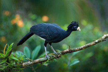 Jungle bird. Bare-faced Curassow, Crax fasciolata, big black bird with yellow bill in the nature habitat, Costa Rica. Wildlife scene from tropic forest. Brown bird in green grass, tropic nature.
