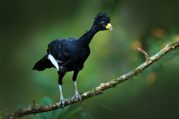 Bare-faced Curassow, Crax fasciolata, big black bird with yellow bill in the nature habitat, Costa Rica. Wildlife scene from tropic forest. Brown bird tree branch, tropic nature. Jungle bird.