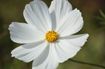 A sunny day in autumn, a close-up of white cosmos flowers © koufuu