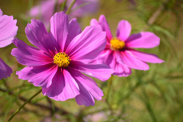 A sunny day in autumn,close-up of bluish pink cosmos flowers © koufuu