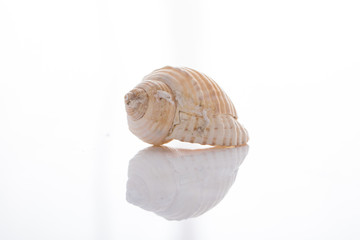 set of various mollusk shells isolated on white background
