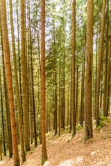 Fototapeta na wymiar pine trees