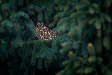 Short-eared Owl, Asio flammeus, sitting on branch the spruce forest. Owl hidden in the forest. Wildlife scene from the nature habitat. Bird on the spruce tree. Animal in the habitat.