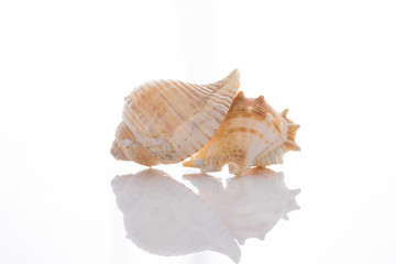 set of various mollusk shells isolated on white background