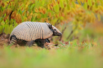 Six-Banded Armadillo, Yellow Armadillo,  Funny portrait of Armadillo, face portrait, hidden in the grass. Wildlife of South America. Euphractus sexcinctus, Pantanal, Brazil. Wildlife scene from nature