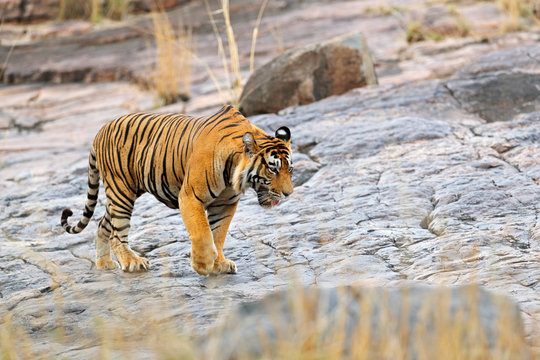 Indian tiger, wild danger animal in nature habitat, Ranthambore, India. Big cat, endangered mammal, nice fur coat. End of dry season, monsoon. Bengal tiger walking stone rock. Wildlife Asia.