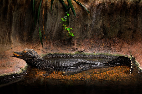 Cuvier's dwarf caiman, Paleosuchus palpebrosus, small crocodile from America, alligator family. From Bolivia, Brazil, Colombia, Ecuador. Caiman in habitat, river water. Wildlife scene, tropic nature.