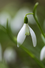 Obraz premium little snowdrops on spring morning, detail