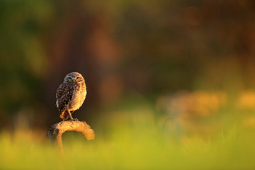 Naklejka premium Burrowing Owl, Athene cunicularia, night bird with beautiful evening sun light, animal in the nature habitat, Mato Grosso, Pantanal, Brazil. Wildlife scene from nature. Sunset with cute owl bird.