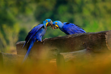 Obraz premium Two Hyacinth Macaw, Anodorhynchus hyacinthinus, blue parrot. Portrait big blue parrot, Pantanal, Brazil, South America. Beautiful rare bird in the nature habitat. Wildlife Brazil, macaw wild nature.