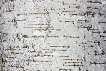 Natural background of birch bark with natural birch texture