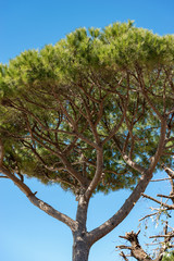 Maritime Pine Tree on Blue Sky