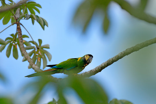 Yellow-collared Macaw, Primolius auricollis, Portrait big green parrot, Pantanal, Brazil, South America. Beautiful rare bird in the nature habitat. Wildlife Brazil, macaw in wild nature.