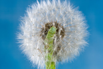 Green caterpillar climbing in blossom of a withered dandelion