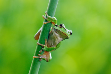 Fototapeta premium Rzekotka drzewna, Hyla arborea, siedzi na słomie trawy z jasnym zielonym tłem. Ładny zielony płaz w naturalnym środowisku. Dzika żaba na łące w pobliżu rzeki, siedlisko.