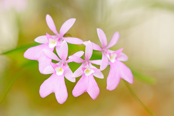 Oerstedella centradenia, Costa Rica wild orchid, pink flower, nature habitat. Beautiful orchid bloom, close-up detail. Wild flower from South America. Nature holiday in tropic forest. Art view nature.