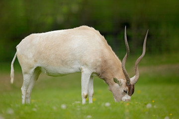 Addax, Addax nasomaculatus, white antelope, rainy season in Namibia. Big animal with horn, feeding green grass, forest background.