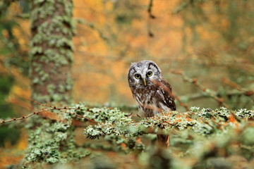 Owl hidden in the orange leaves. Bird with big yellow eyes. Autumn bird. Boreal owl in the orange leave autumn forest in central Europe. Detail portrait of bird in the nature habitat, Germany