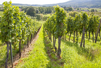 Fototapeta na wymiar Cleebourg. Vignoble alsacien, Bas Rhin, Alsace. Grand Est