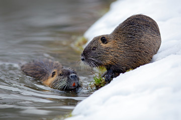 Winter river wildlife in Europe. Nutria, Myocastor coypus, winter mouse with big tooth in the snow, near the river. Wildlife winter scene from Europe. Pair of cute mammals. Wild nature. Snowy day.