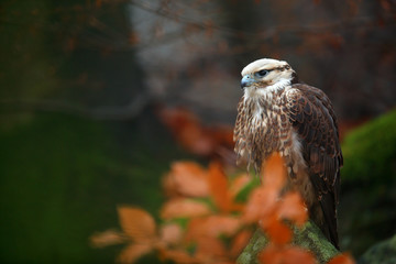Lanner Falcon, rare bird of prey with orange leaves branch in autumn forest, Spain. Wildlife scene from nature. Autumn in orange forest. Autumn branch habitat. Dark forest with bird.