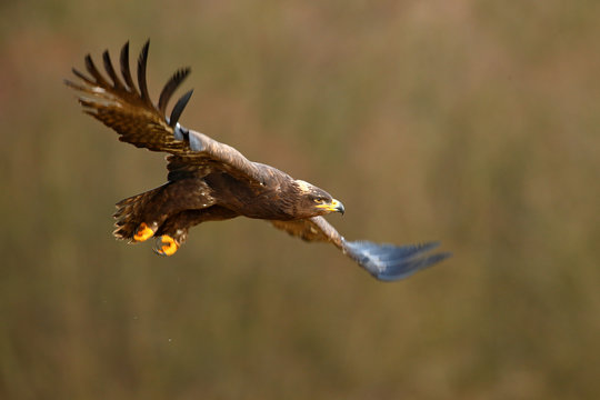 Flying dark brawn bird of prey Steppe Eagle, Aquila nipalensis, with large wingspan. Wildlife scene from nature. Action fly scene with eagle. Wildlife Europe.