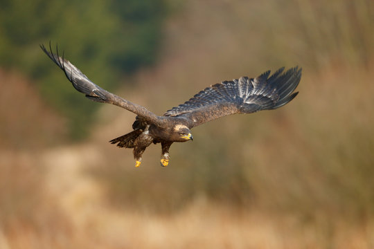 Flying dark brawn bird of prey Steppe Eagle, Aquila nipalensis, with large wingspan. Wildlife scene from nature. Action fly scene with eagle. Wildlife Europe. Tree meadow in background.