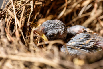 Baby bird sitting in the nest and waiting on its parents