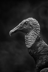 American Black Vulture - Coragyps atratus, black common vulture from Central America forests, Costa Rica.