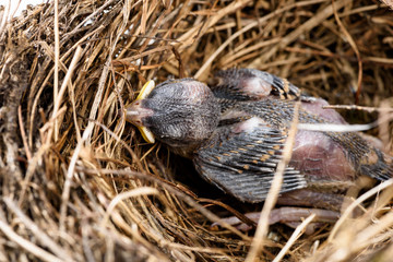 Baby bird sitting in the nest and waiting on its parents