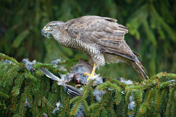 Bird behaviour. Bird of prey Goshawk kill jay on green spruce tree. 