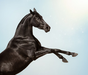 Black rearing horse on blue sky background isolated
