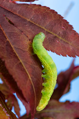 Green caterpillar climbing on the leaves of a red maple tree