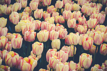 Dużo tulipanów żółto czerwonych.