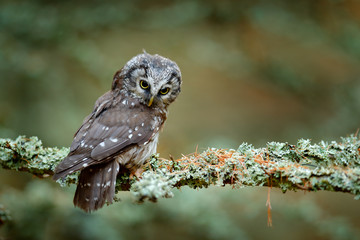Boreal owl in the orange leave autumn forest in central Europe. Detail portrait of bird in the nature habitat, France. Owl hidden in the orange leaves. Bird with big yellow eyes. Autumn bird.