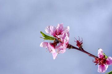 Branch Of Peach Flowers