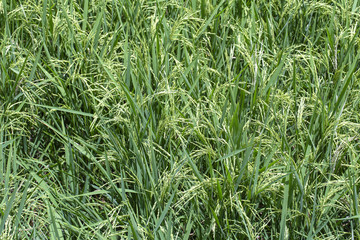 Green field with rice stalks in island Bali, Indonesia. Close up
