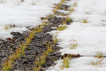 Fresh sprouts of wheat appear from under the snow